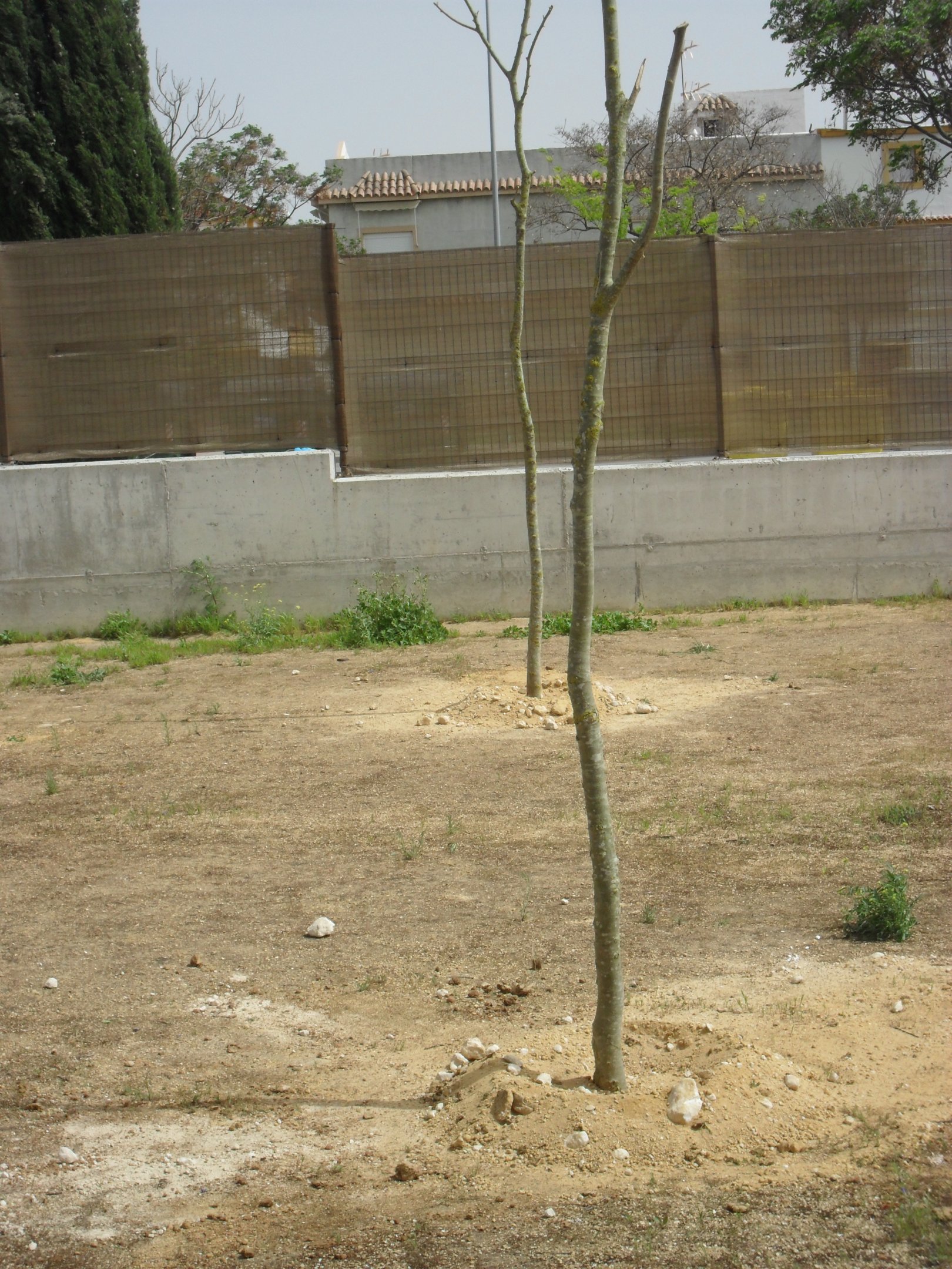 Conseguimos plantar los árboles.